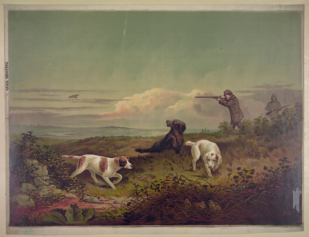 Quail shooting, c1879.