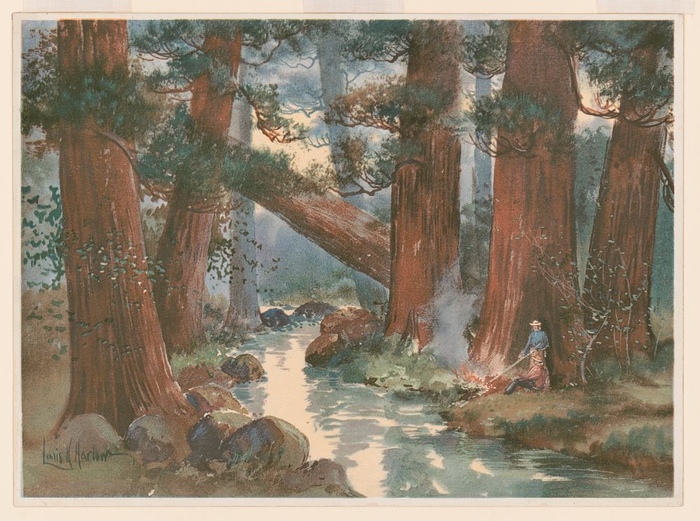 Giant redwood trees, Boulder Creek