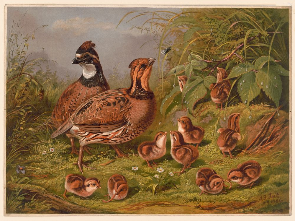 Quails, c1867.