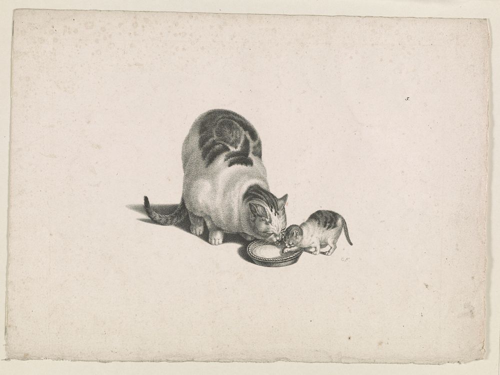 [Domestic cat and kitten drinking milk from a saucer] / CF. by Gottfried Mind (1768-1814)