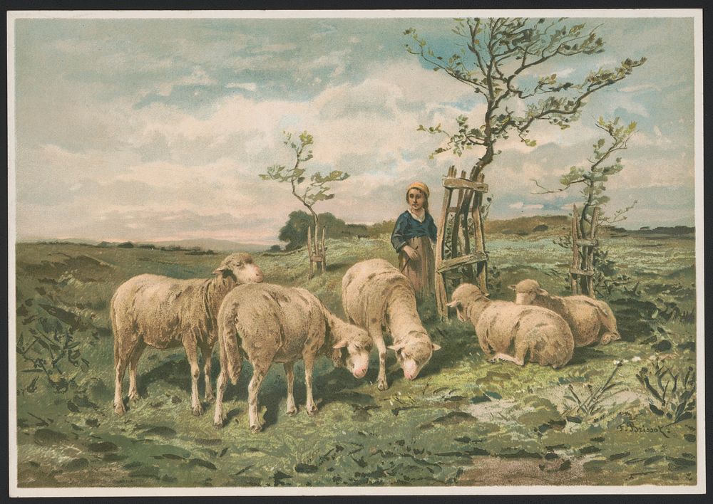 Study of sheep / F. Brissot ; Brissot., L. Prang & Co., publisher