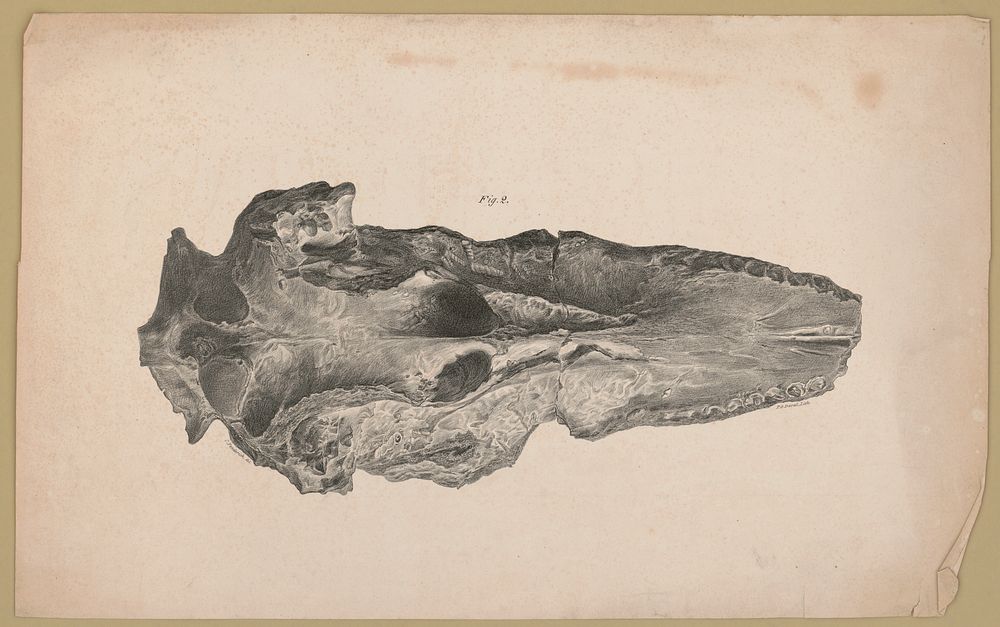 [Fossil, Fig. 2] / C. Fenderich del. ; P.S. Duval, Lith., Duval, Peter S., 1804 or 1805-1886