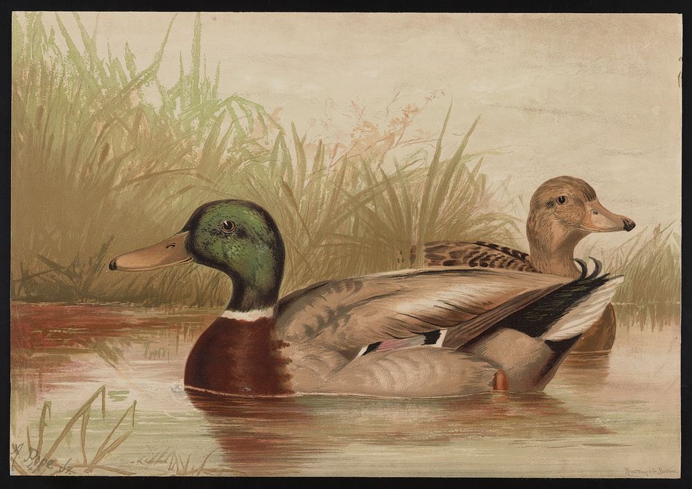 The mallard duck Anas boschas (Linnæus) / / A. Pope Jr.