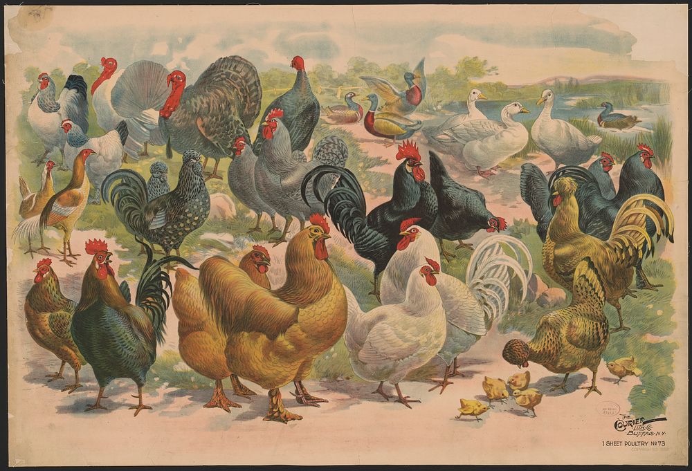1 sheet poultry no. 73