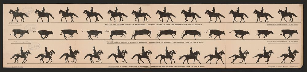 The attitudes of animals in motion, by Muybridge, arranged for the zoetrope, photographed from the life in 1878-79, [United…