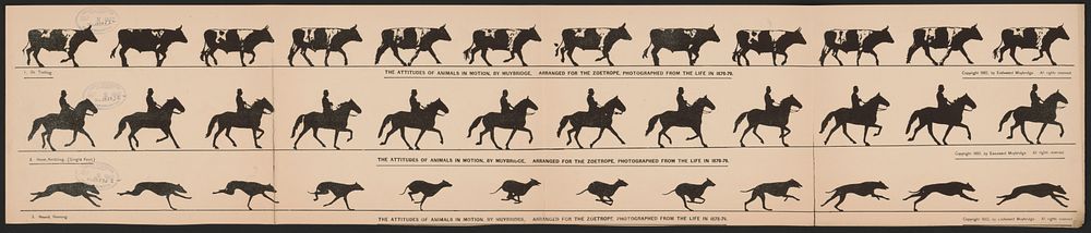 The attitudes of animals in motion, by Muybridge, arranged for the zoetrope, photographed from the life in 1878-79, [United…