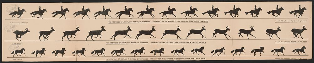 The attitudes of animals in motion, by Muybridge, arranged for the zoetrope, photographed from the life in 1878-79, [United…