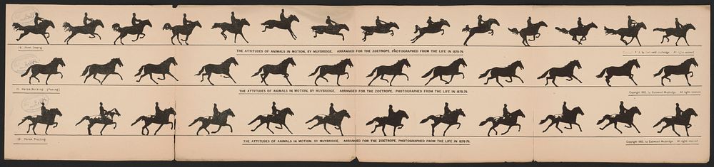 The attitudes of animals in motion, by Muybridge, arranged for the zoetrope, photographed from the life in 1878-79, [United…