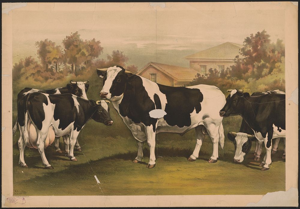 [Five cows, looking out at the viewer, standing in a field with a house behind them]