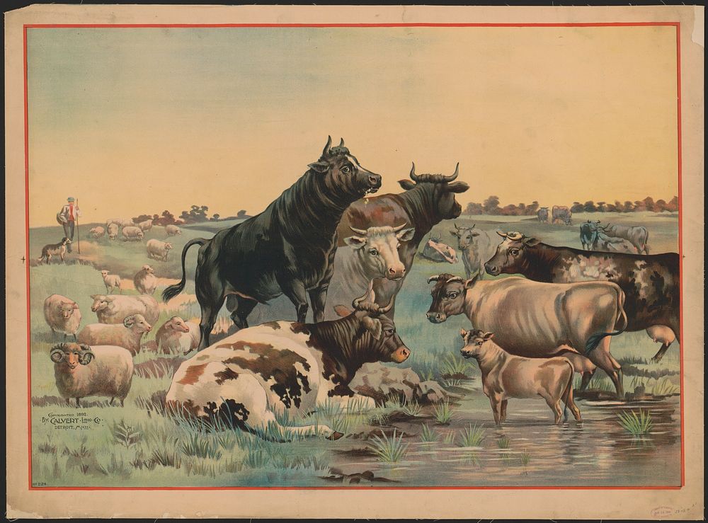 [Cows and sheep in a pasture, with six cows looking out at the viewer]