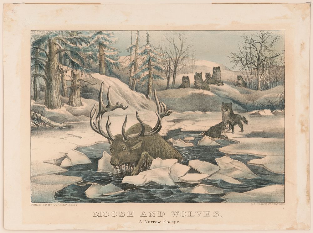 Moose and wolves a narrow escape., Currier & Ives.