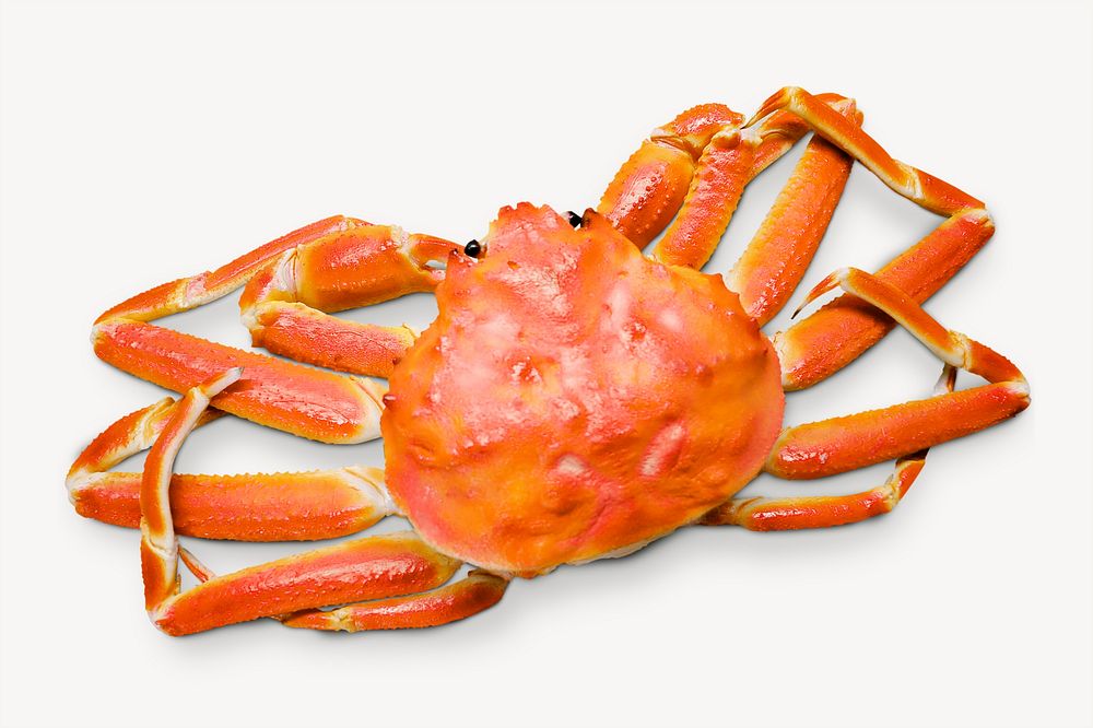 King crab, collage element psd