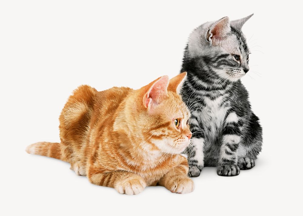 Shorthair kittens, pet animal isolated image psd