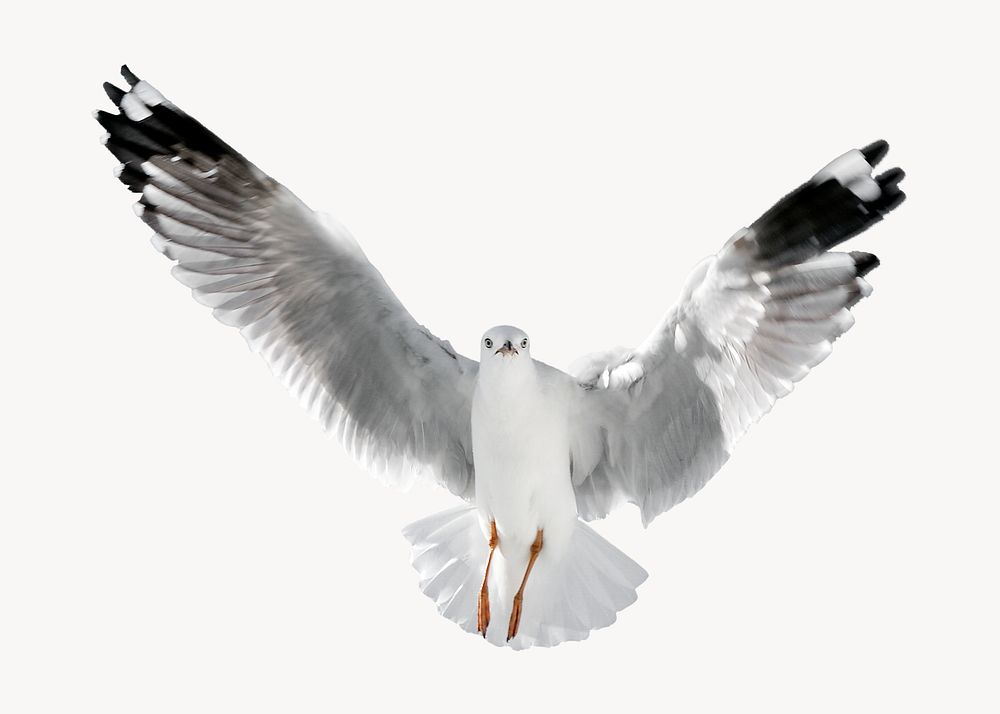 Flying dove, isolated animal image