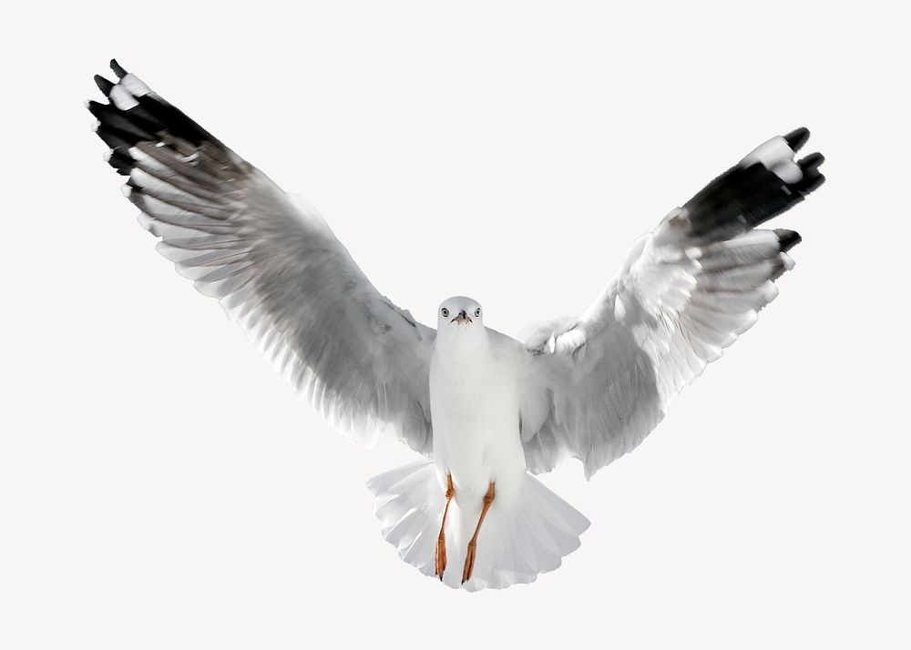 Flying dove, isolated animal image psd