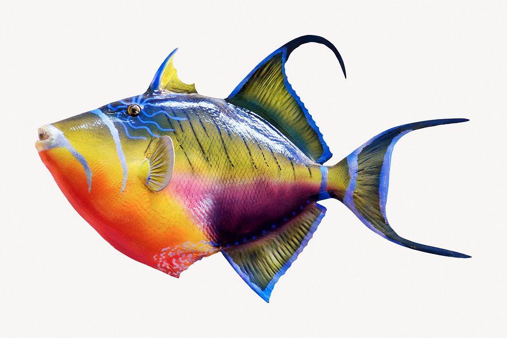 Exotic fish, isolated sea animal | Free Photo - rawpixel