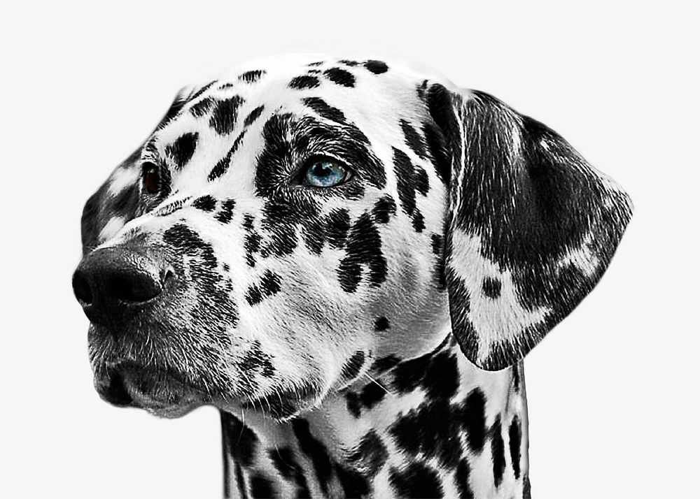 Dalmatian dog collage element psd