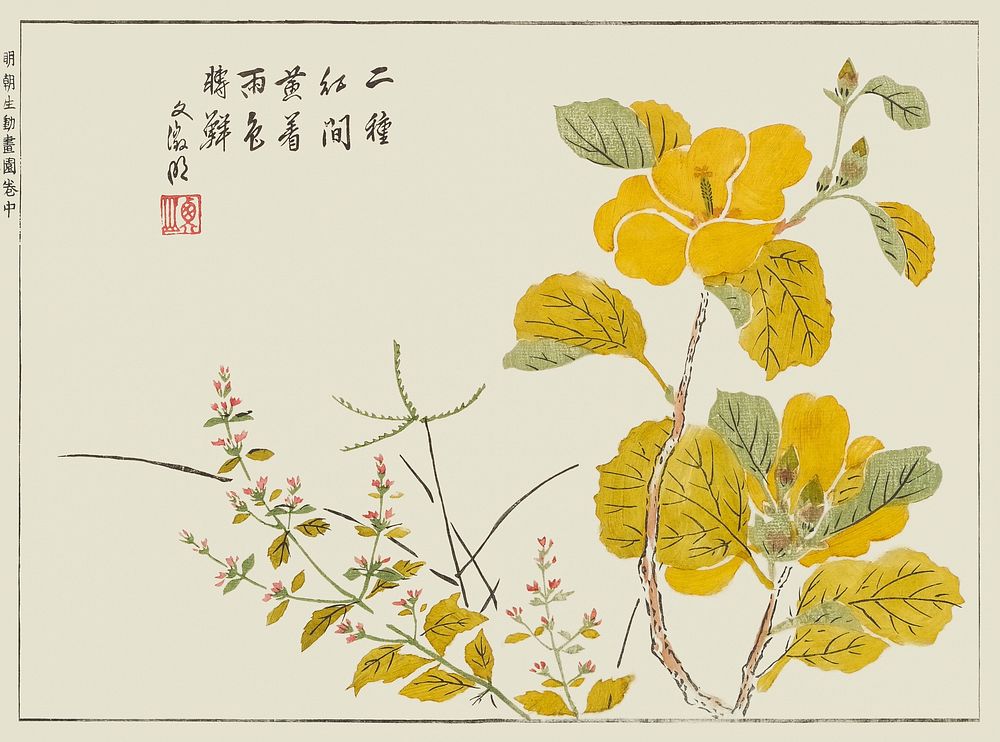 Sea Hibiscus, yellow flower. Original public image from the New York Public Library
