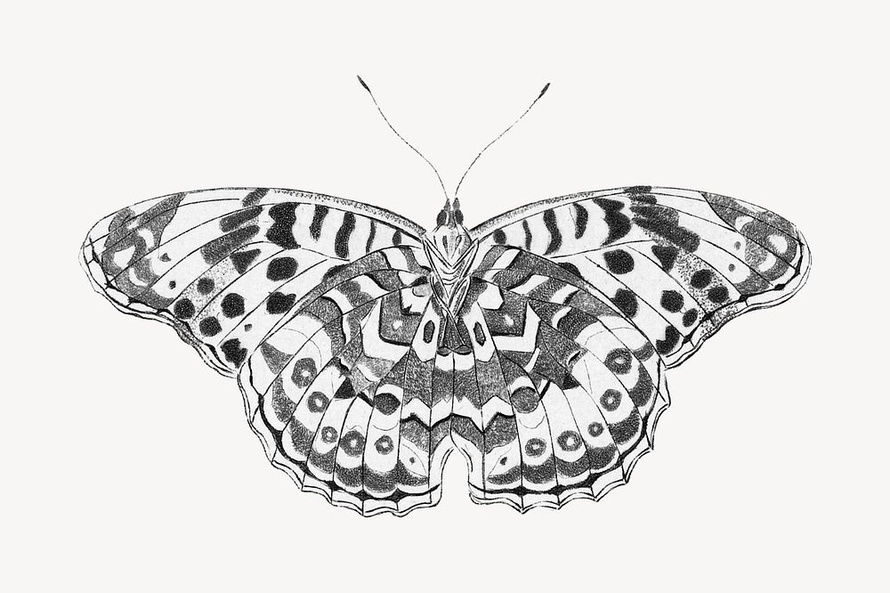 Vintage butterfly, greyscale insect illustration | Premium PSD - rawpixel