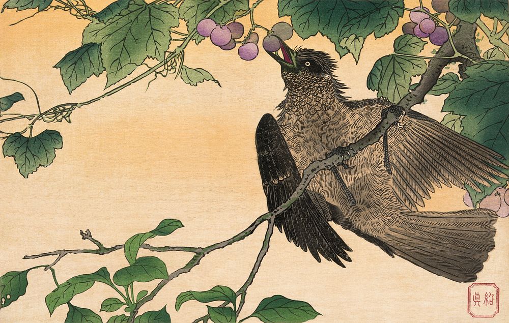 Bird picking grapes (1900 - 1940) vintage Ukiyo-e style. Original public domain image from the Library of Congress.  …