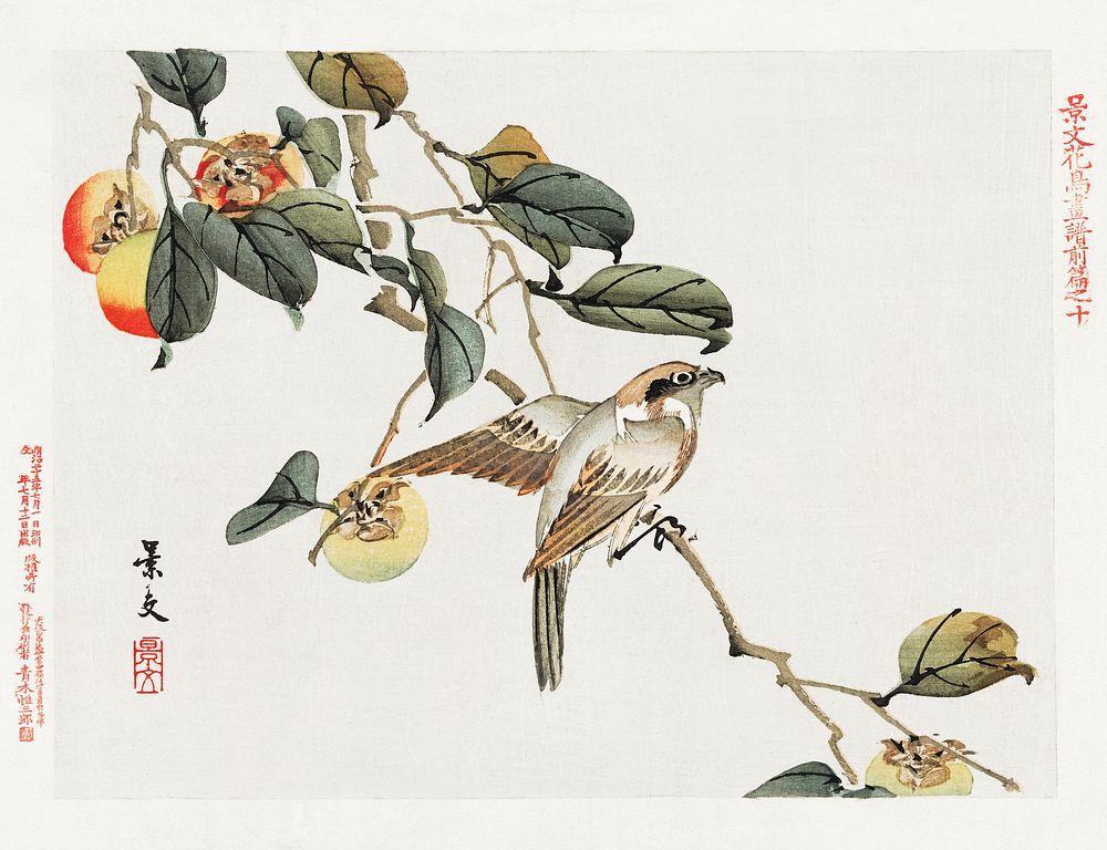 Japanese bird and persimmon (1892) vintage woodcuts by Matsumura Keiba. Original public domain image from the Library of…