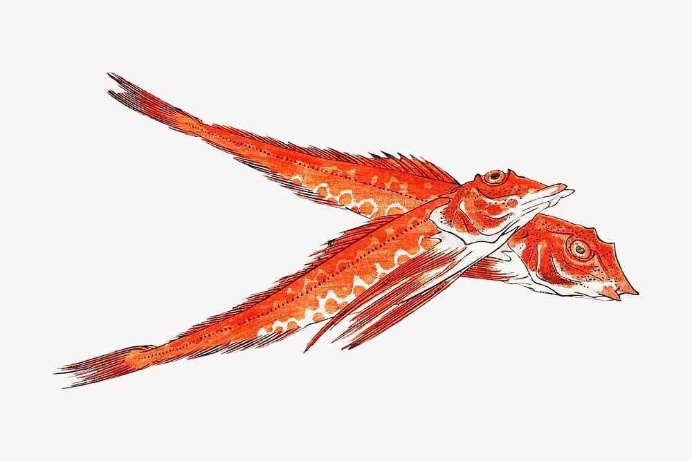 Hiroshige's Red gurnard, Japanese fish illustration.   Remastered by rawpixel. 