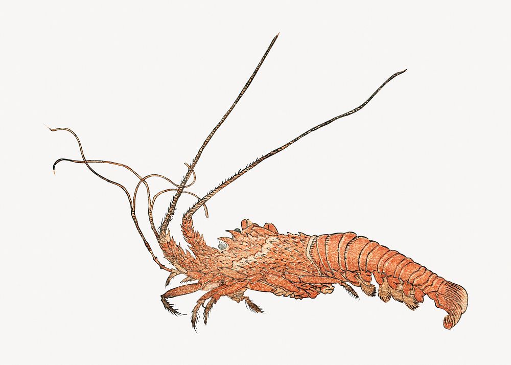 Japanese lobster, vintage animal illustration. Remastered by rawpixel. 