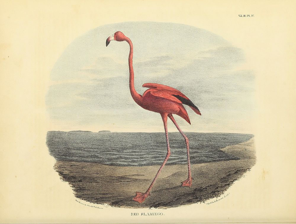 Original public domain image from Biodiversity Heritage Library.