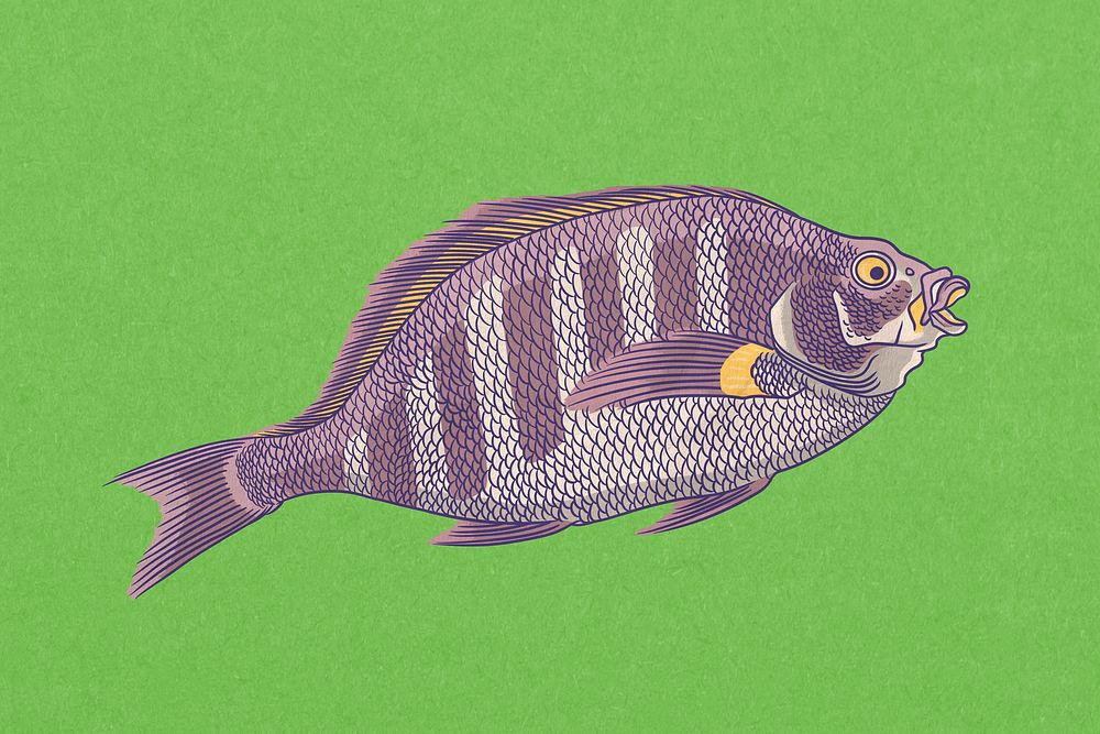 Sheepshead fish, vintage animal illustration psd