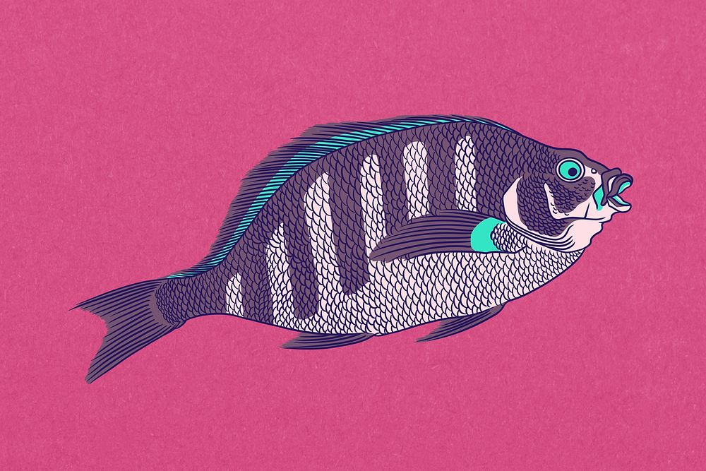Sheepshead fish, vintage animal illustration psd