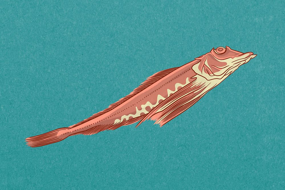 Tub Gurnard fish, sea animal illustration psd