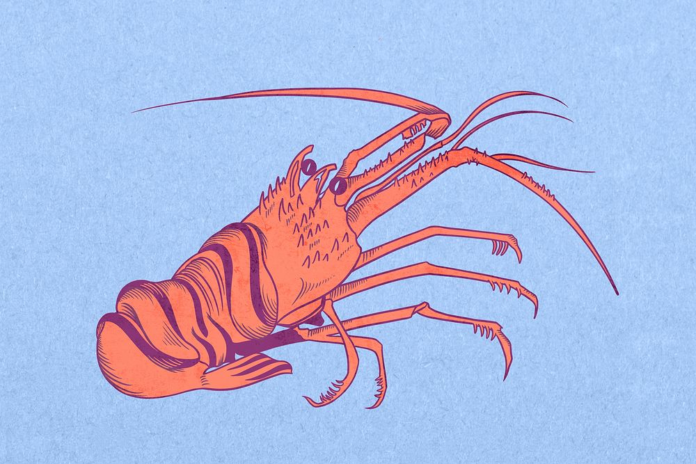 Vintage lobster, sea animal illustration psd