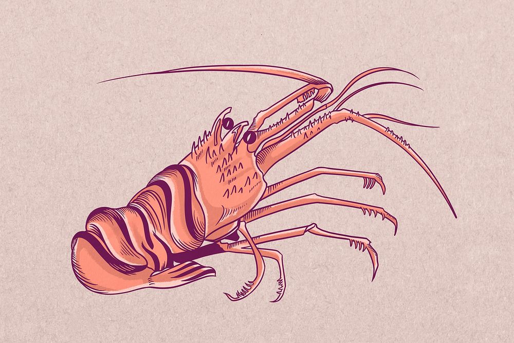 Vintage lobster, sea animal illustration
