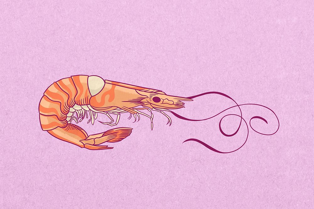 Vintage prawn, sea animal illustration psd
