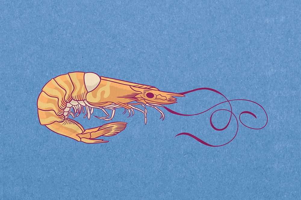 Vintage prawn, sea animal illustration