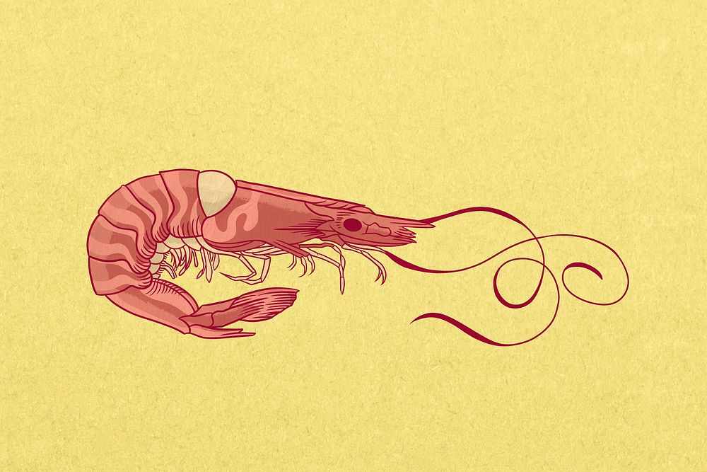 Vintage prawn, sea animal illustration psd