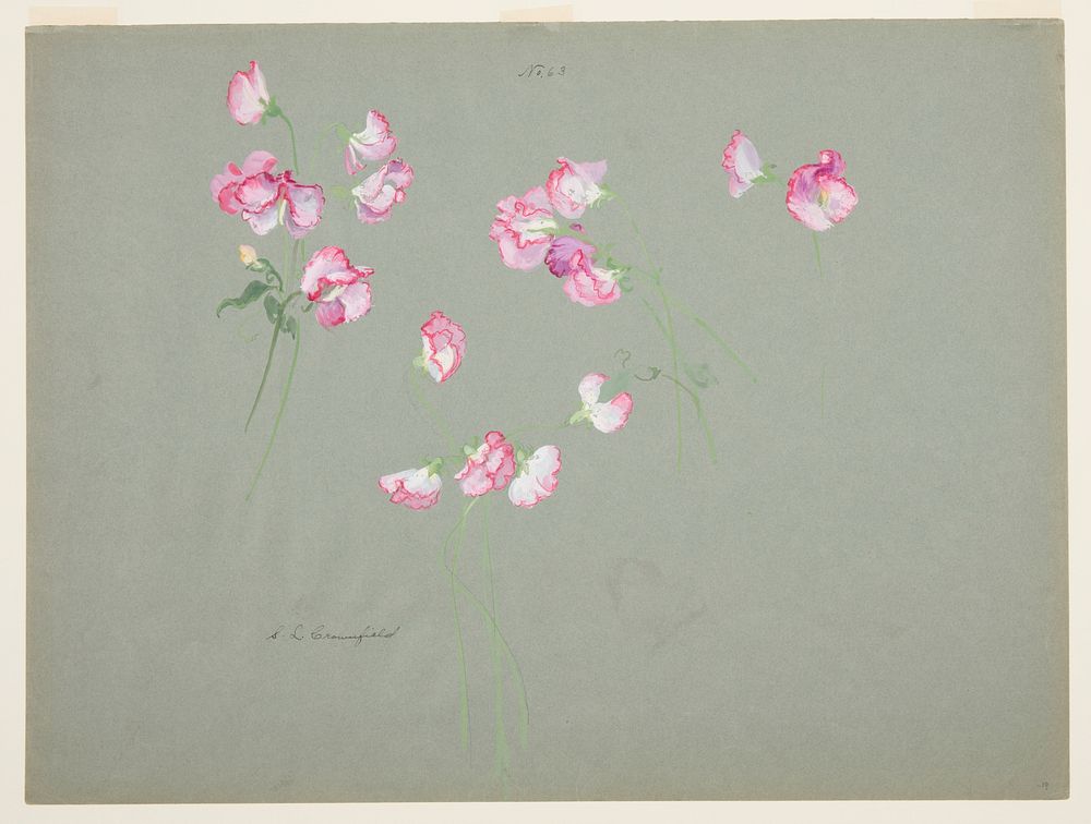 Study of Sweet Peas by Sophia L. Crownfield