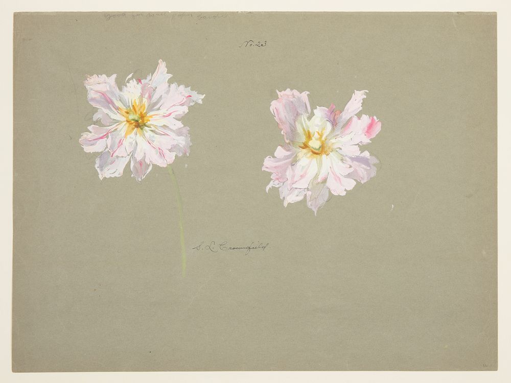 Study of Pale Pink Peonies by Sophia L. Crownfield