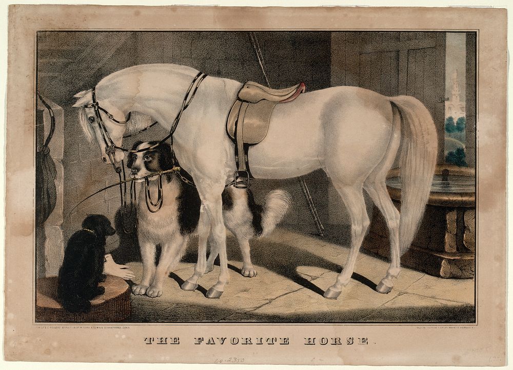 The Favorite Horse