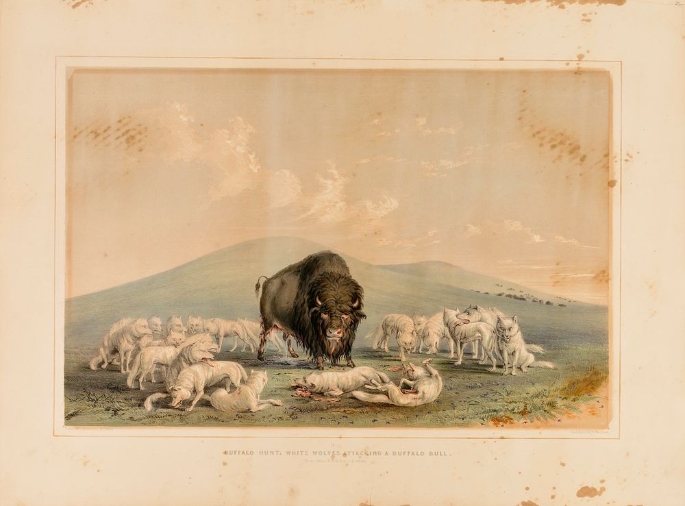 Buffalo Hunt, White Wolves Attacking a Buffalo Bull--no. 10