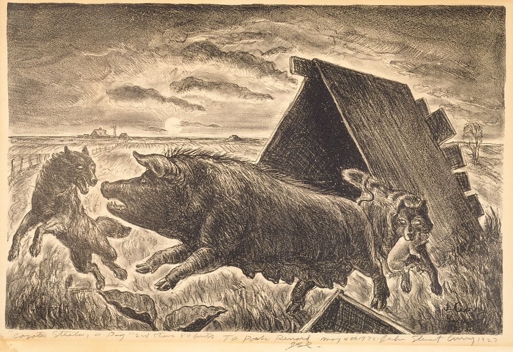 Coyotes Stealing a Pig