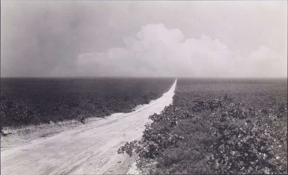 Road through the Wilds of New Jersey from Pemberton to Barnegat