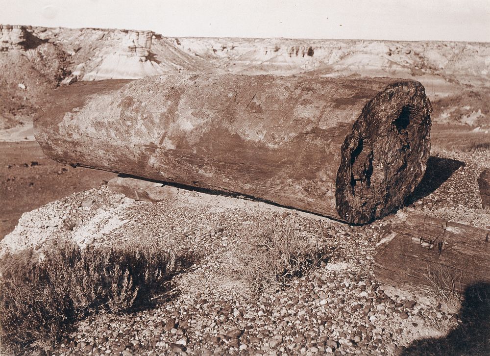 The Big Log Cannon in the Petrified Forest