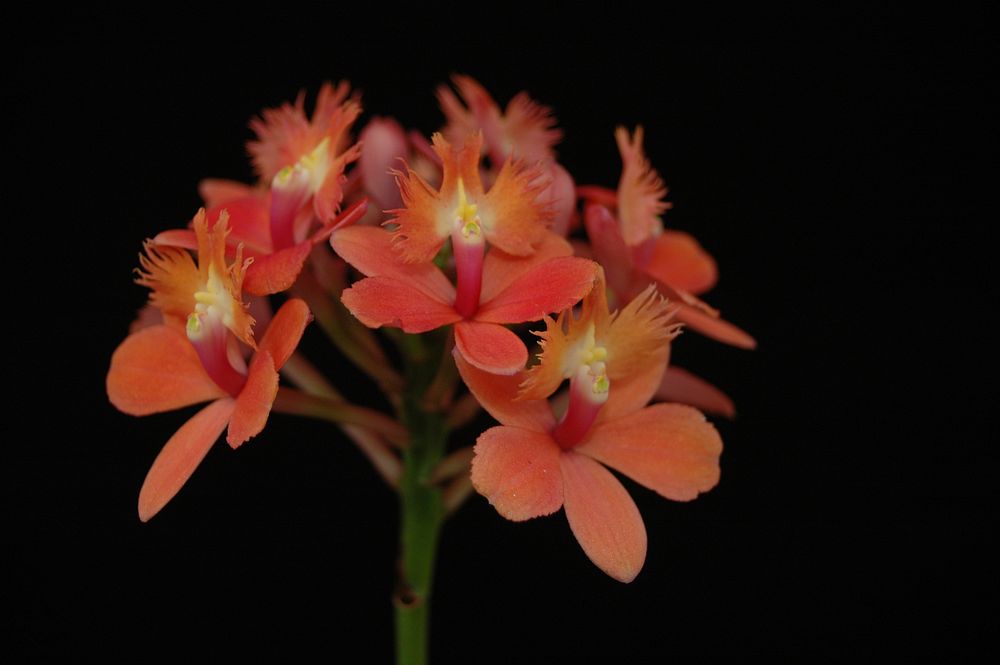 Epidendrum Pacific Punchbowl