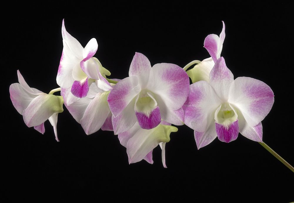 Dendrobium Burana Princess 'Pearl'