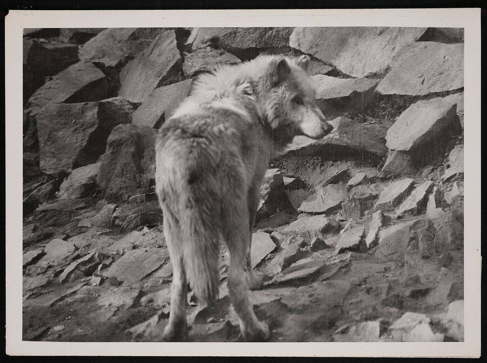 National Zoological Park, Timber Wolf