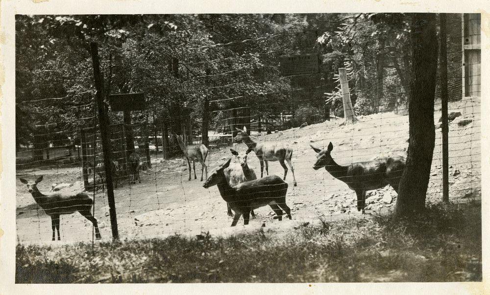 Views of the National Zoological Park in Washington, DC, showing Roe Deer