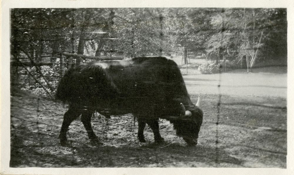 Views of the National Zoological Park in Washington, DC, showing Bison