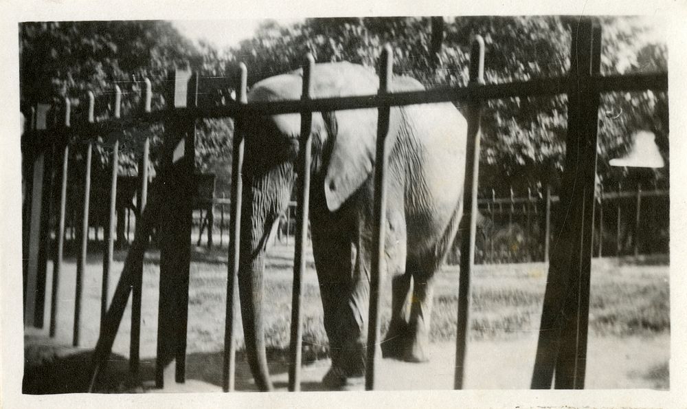 Views of the National Zoological Park in Washington, DC, showing Elephant