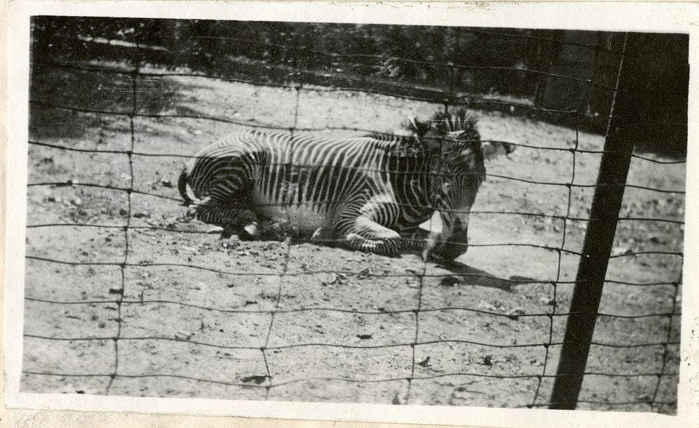 Views of the National Zoological Park in Washington, DC, showing Zebra